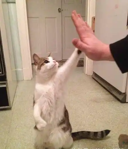 训练猫咪握手击掌上厕所其实没有那么难,学会这几招事倍功半
