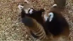 搞笑音乐可爱的小熊猫打架嬉戏mv下载mtv免费观看下载mv下载搞笑音乐mv下载
