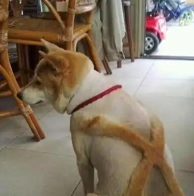 搞笑图片幽默段子笑话哥们,你买的这辆自行车是豪华定制版吧
