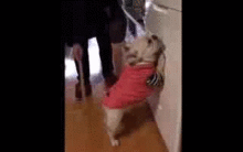 斗牛犬做错事,被主人教育,表情亮了
