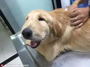 泰国金毛惨遭黄蜂蛰脸脸肿成包子
