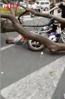 15时厦门brt快线恢复运营13级大风要刮到什么时候周末气温或将暴跌10
