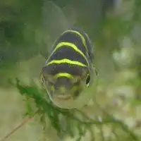 河豚头像卡通微信头像图片大全
