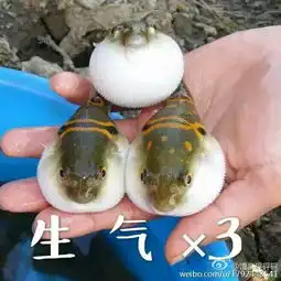 我很生气噢斗图专用表情包河豚可爱极堆糖,美好生活研究所
