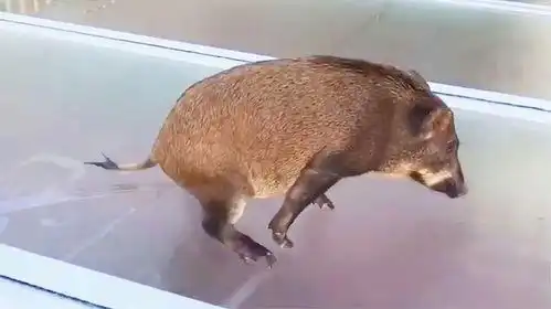野猪误闯玻璃天桥,下面发生的事太搞笑了,镜头记录整个过程
