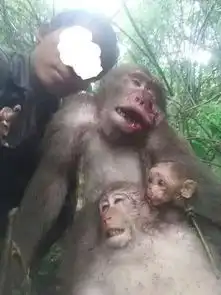 缅甸山林中的野生猴子因偷枪,竟遭军方部队屠杀