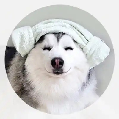 二哈头像高清二哈图片大全可爱头像
