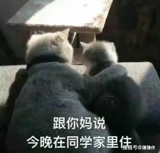 萌猫表情包图片修仙想你,我信你个鬼
