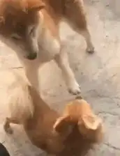 爆笑趣图笑话段子当你试图让你的女朋友冷静下来
