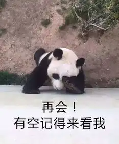 这只熊猫被脱裤子一夜爆红年轻时参加熊猫界团战骨折,如今隐居青岛动物园深藏功与名

