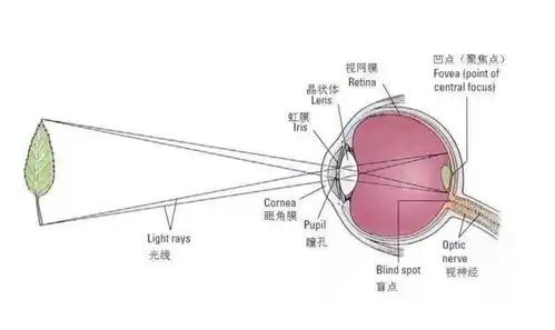 济南华视你真的了解近视激光手术吗这篇攻略帮助你
