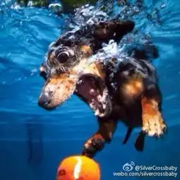 一组照片告诉你哈士奇就是专门来搞笑的
