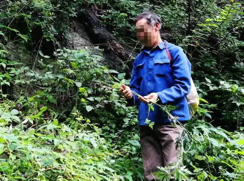 堂哥上山挖草药遇泥石流,挖出来时血肉模糊,堂嫂几乎哭瞎双眼
