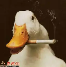 盘点动物抽烟的爆笑瞬间猴子表情销魂图
