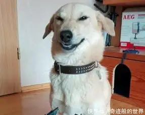 一组关于狗狗的搞笑图片,背后的故事承包了我一年的笑点
