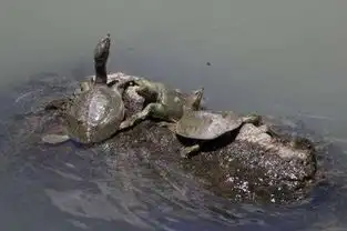 鳖甲鳖的人工养殖技巧