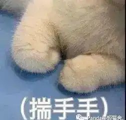 喵喵表情敲萌,让铲屎官毫无抵抗力
