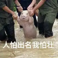 网红小猪爆笑表情包带字大全网红小猪被做成表情包了
