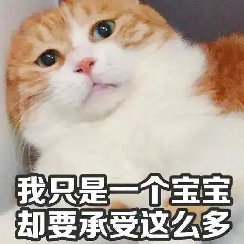 18张猫咪搞笑图片,看了让人想养猫
