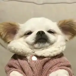 求一个文字表情包

