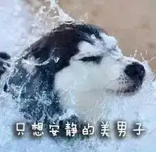 其实哈士奇是注定要成为表情包的狗
