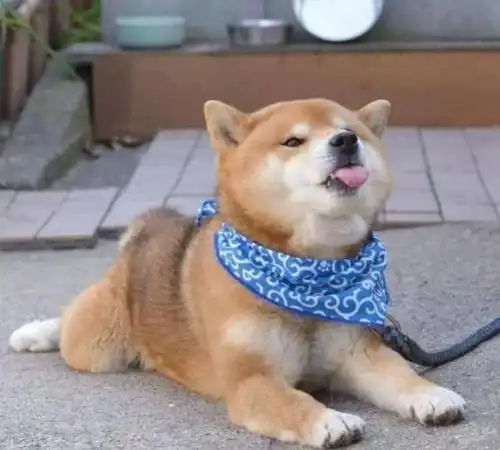 这只柴犬堪称行走的表情包,注意了,你手机里说不定也有它
