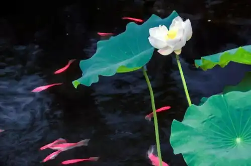 中国十大名花,美呆了
