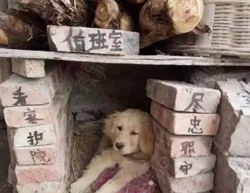 搞笑图片幽默段子笑话熊孩子,你是猴子派来捣乱的吗
