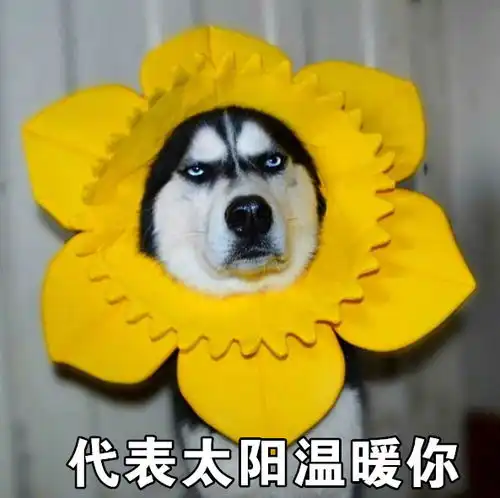 搞笑表情包哈士奇永远在我心里是表情包人选第一名
