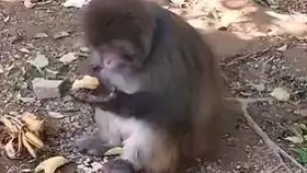 有内味了猴子初次吃榴莲榴莲搞笑萌宠
