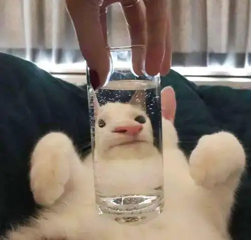 透过玻璃看看这些变了形萌宠们
