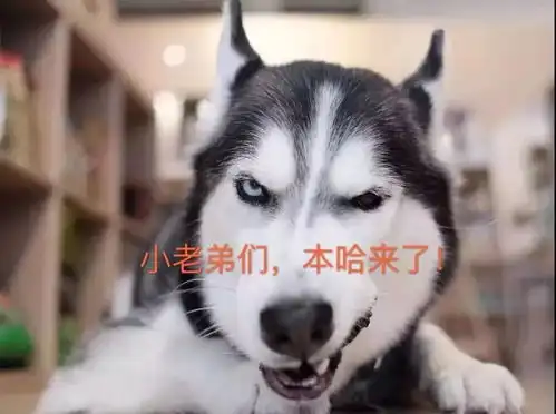 哈士奇既要好看的皮囊又要有趣的灵魂,做狗子好难
