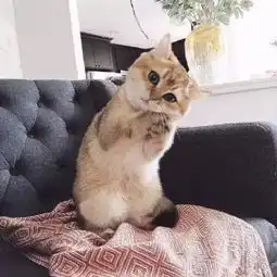 看完这些爆红网络的萌猫丑猫,我怀疑生活中我看到的一定是假猫
