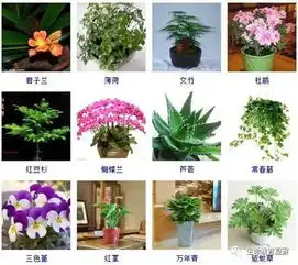 96种室内植物图片及名称,室内植物品种大全图片
