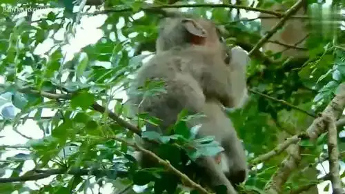 小猴在爬树好厉害来去自由啊
