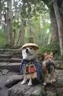 汪星人和喵星人搞笑装扮图片
