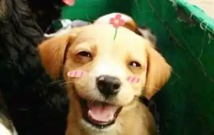 爱笑的狗狗都是会给你带来好运的小天使哦,进来点个赞吧
