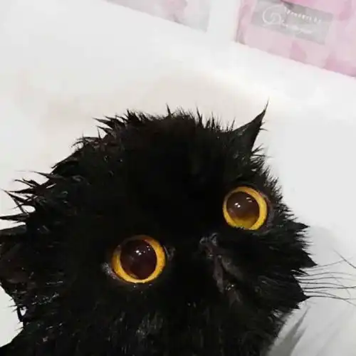 搞笑头像猫狗
