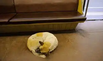 莫斯科搞笑的地铁上班狗图片
