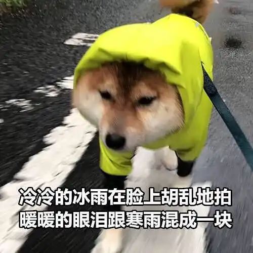 七夕搞笑图片带字表情动