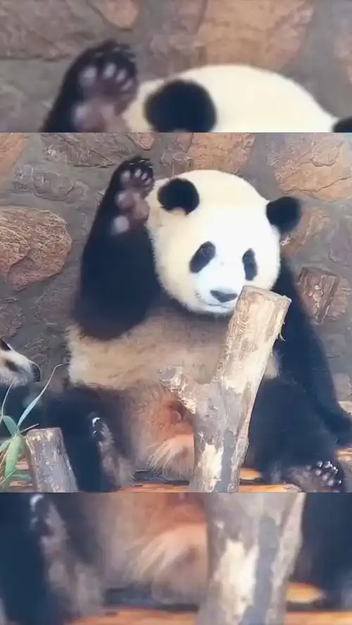 熊猫搞笑可爱
