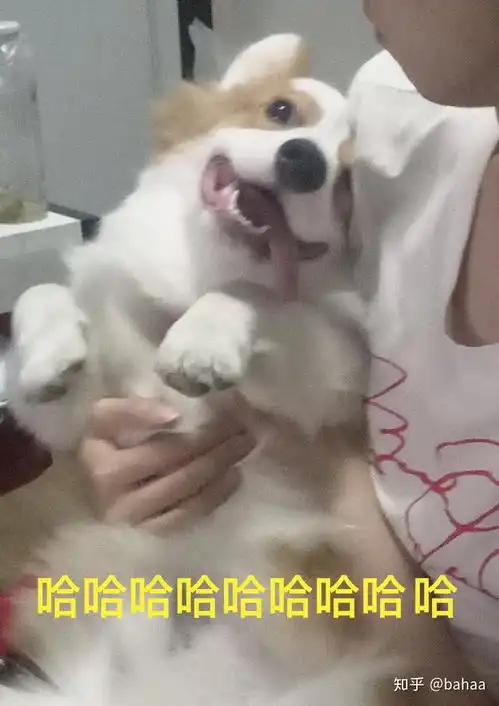养只特别帅的狗狗是什么体验
