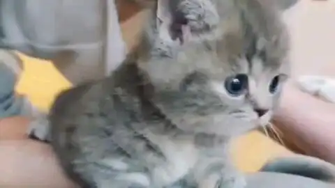 猫猫耳朵好好玩
