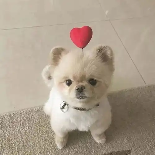 狗狗壁纸丨今天送上超级萌的一波头像
