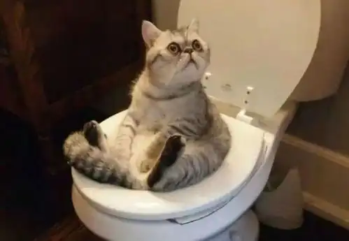 16张猫咪搞笑图片,让你了解什么叫浑身是戏
