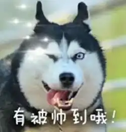 二哈果然是无敌的存在
