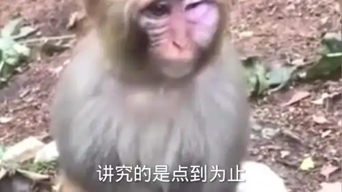 搞笑配音不讲武德,这猴好委屈
