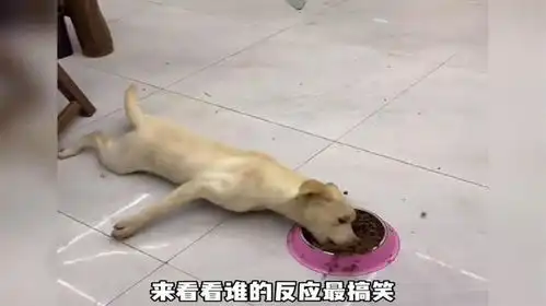 那些狗狗吃到美食后的反应,来看看谁的反应最搞笑