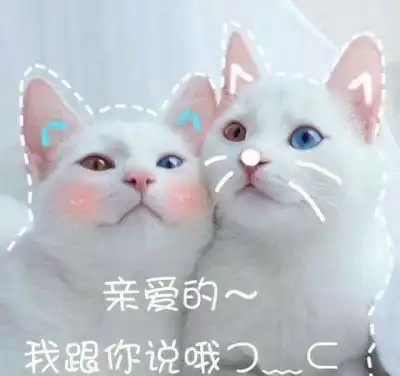 原来养猫有这10大福利,我也要养一只
