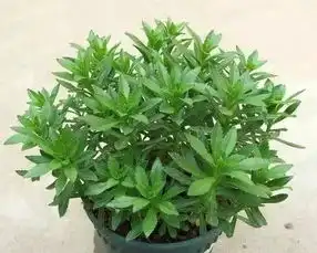 他搞盆栽野菜一年纯赚50万,但面临缺钱缺人才的囧地
